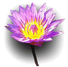 Mahanel - Die "Nationalblume" Sri Lanka's