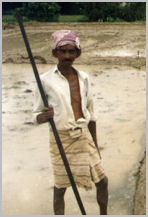 Singhalese